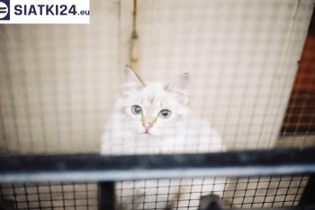 Siatki Ostrów Wielkopolski - Zabezpieczenie balkonu siatką - Kocia siatka - bezpieczny kot dla terenów Ostrowa Wielkopolskiego